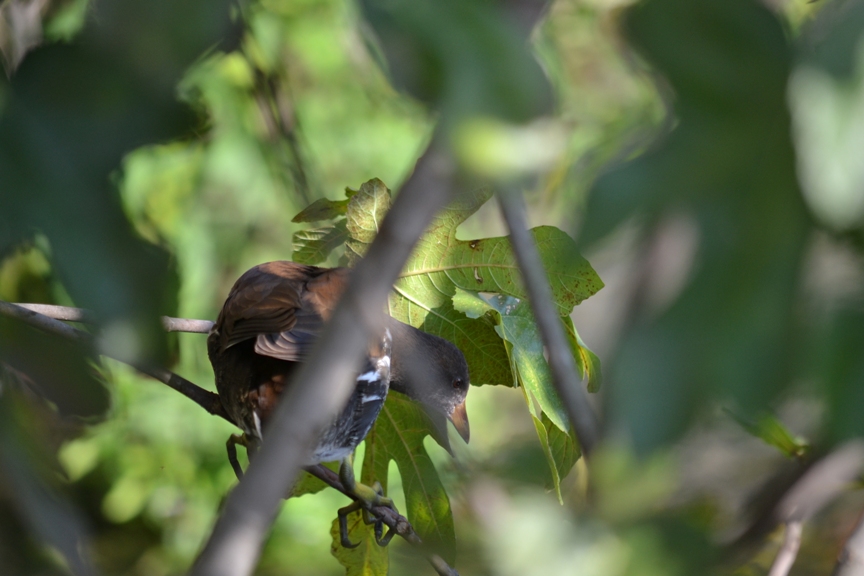 gallinella d''acqua... arrampicatrice